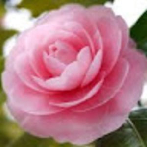 Meet your Posher, Kyung a